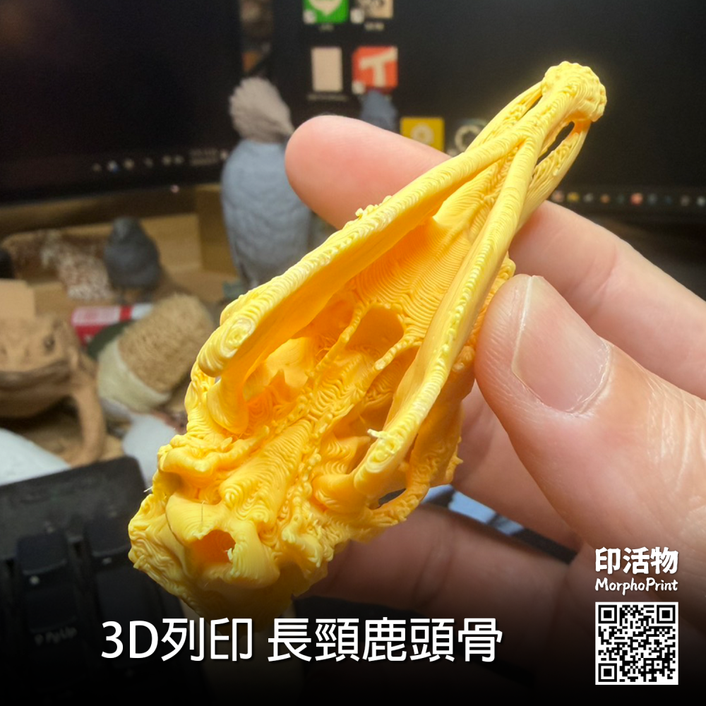 【印活物】3D列印 長頸鹿 頭骨模型-細節圖4