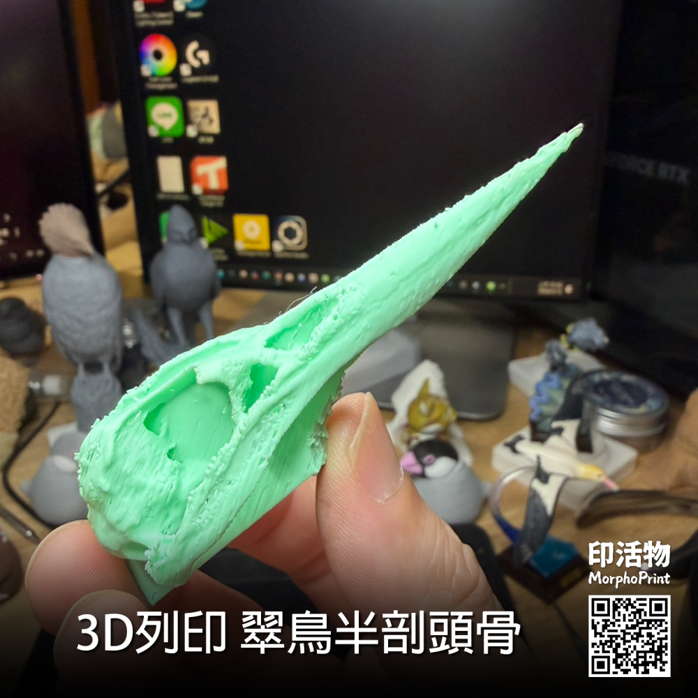 【印活物】3D列印 翠鳥 半剖頭骨模型(顏色隨機出貨)-細節圖2