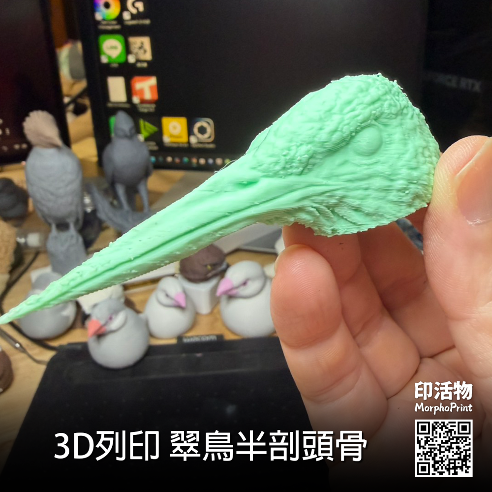 【印活物】3D列印 翠鳥 半剖頭骨模型(顏色隨機出貨)-細節圖3