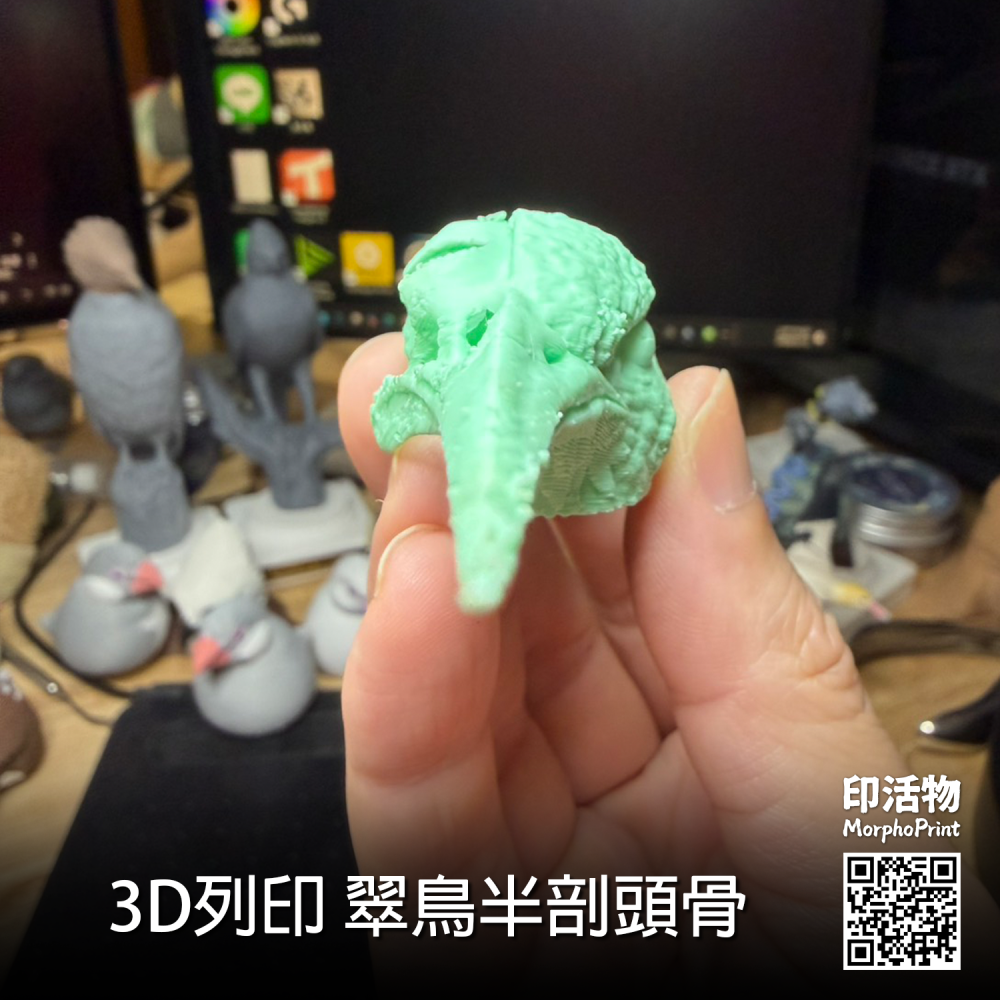 【印活物】3D列印 翠鳥 半剖頭骨模型(顏色隨機出貨)-細節圖4