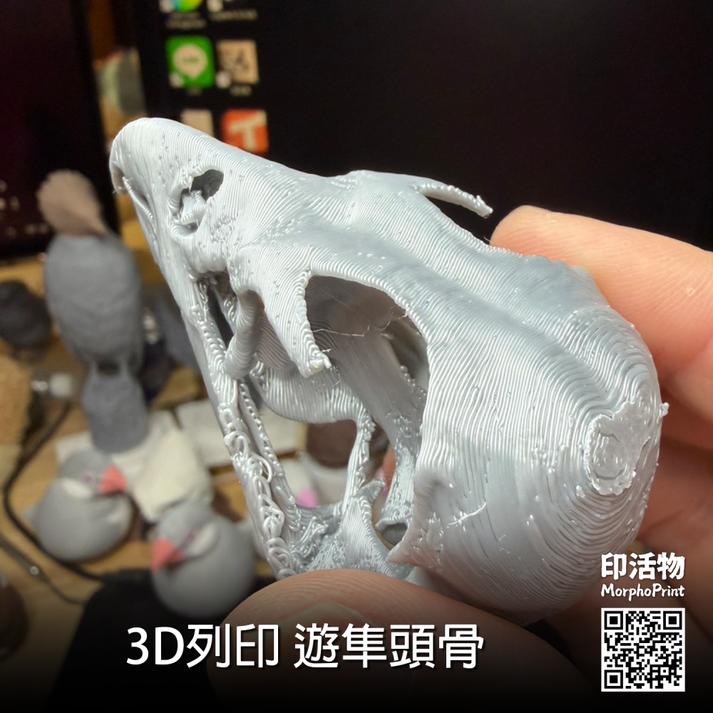 【印活物】3D列印 遊隼 頭骨模型(顏色隨機出貨)-細節圖2