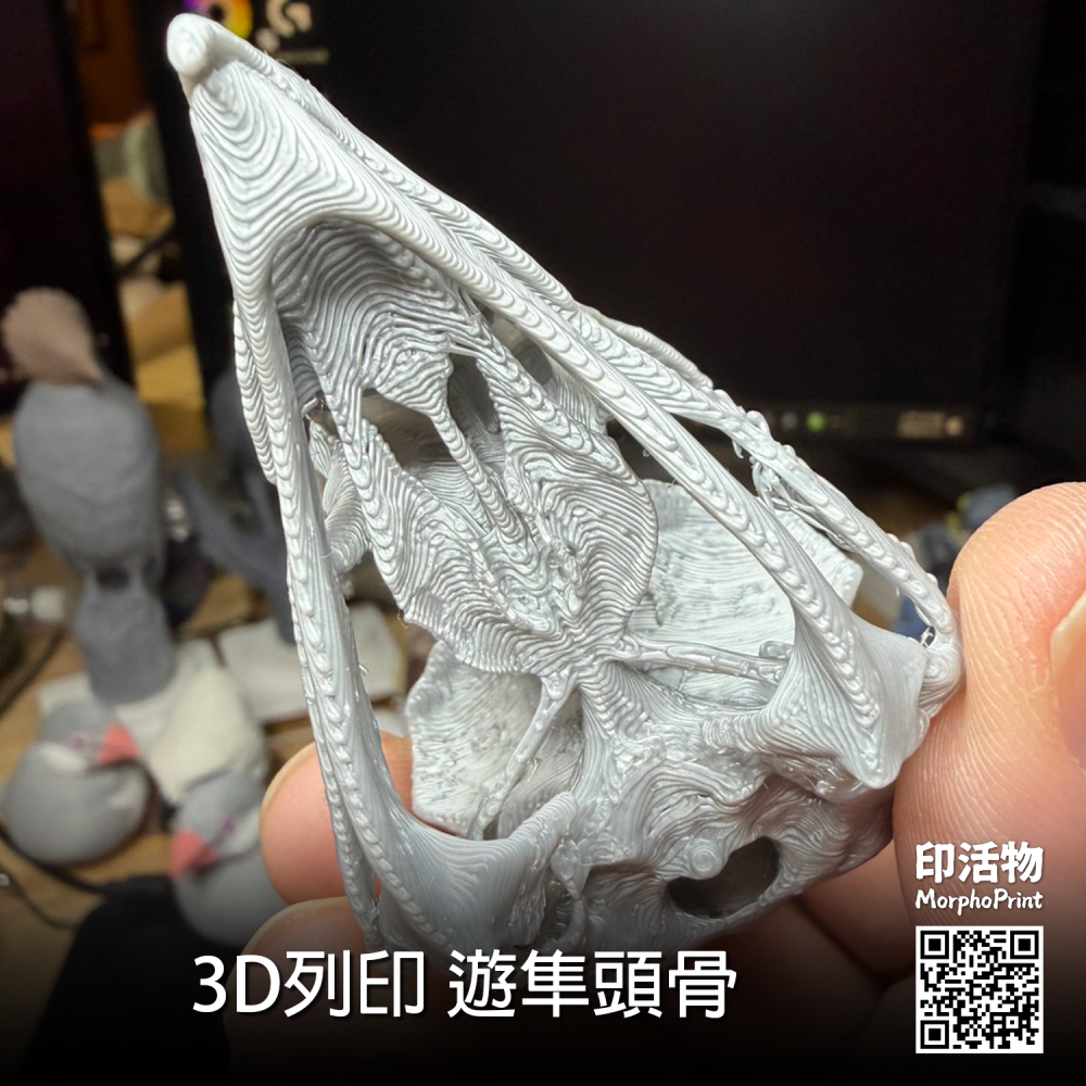 【印活物】3D列印 遊隼 頭骨模型(顏色隨機出貨)-細節圖3