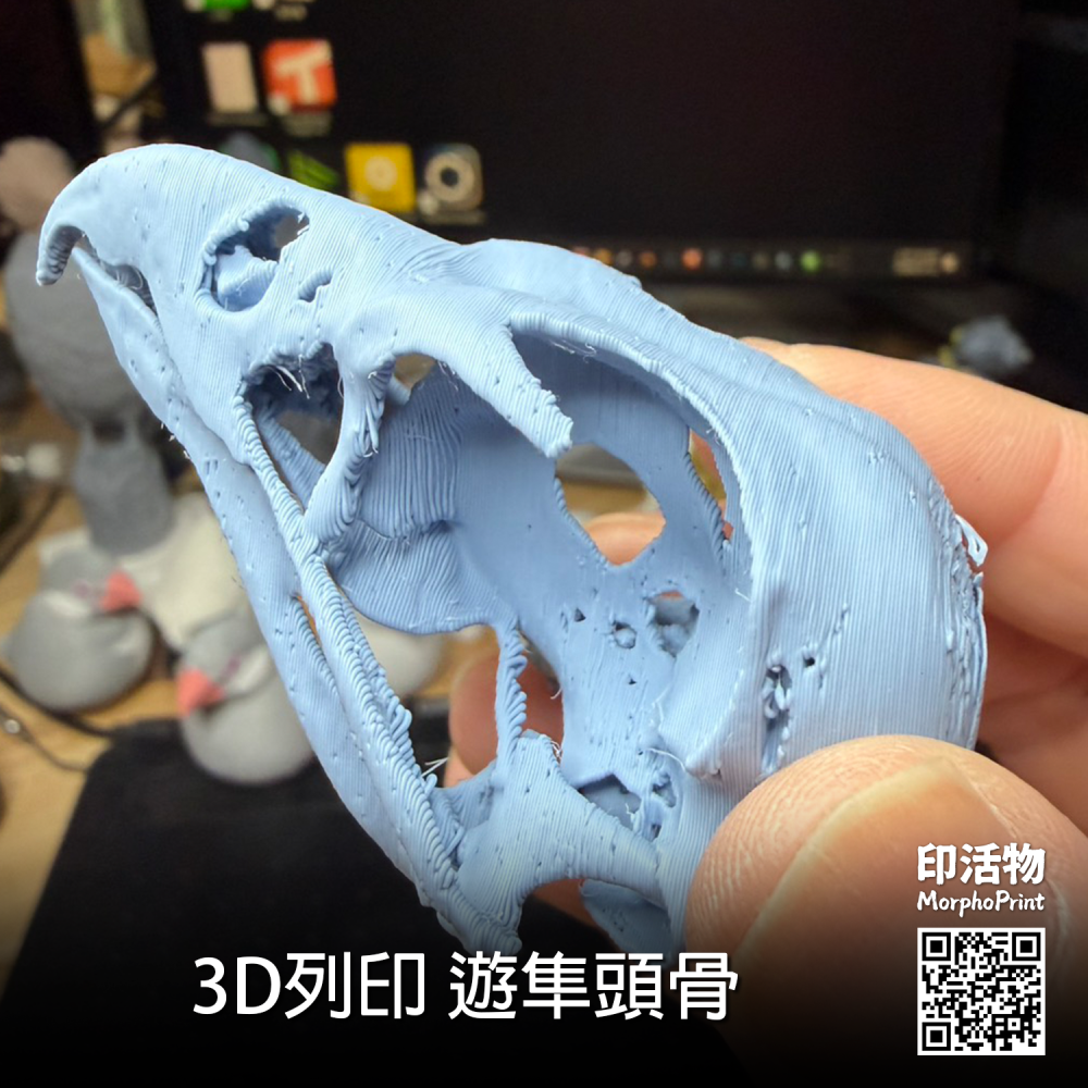 【印活物】3D列印 遊隼 頭骨模型(顏色隨機出貨)-細節圖4