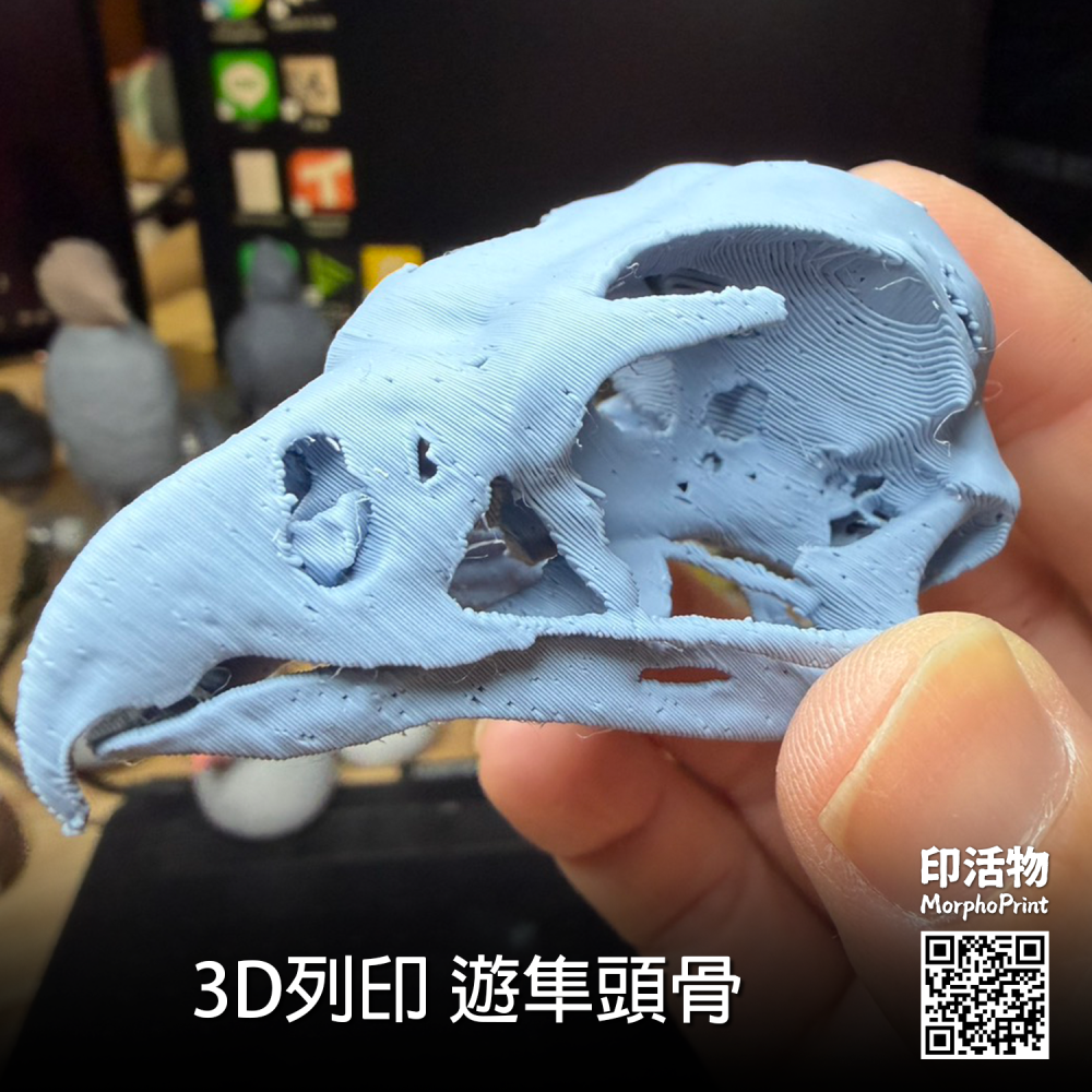 【印活物】3D列印 遊隼 頭骨模型(顏色隨機出貨)-細節圖5
