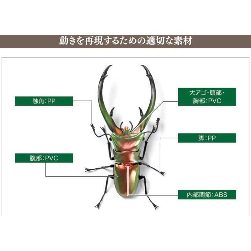 玩具研究中心 萬代 生物大圖鑑 鍬形蟲篇 P7 第7彈 韋斯特伍德鍬蟲 日本鍬蟲 雙套組 日版現貨-細節圖2