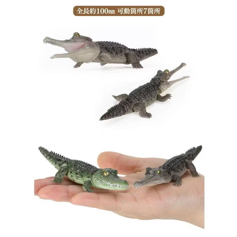 玩具研究中心 現貨  萬代 轉蛋 扭蛋 生物大圖鑑 鱷魚 Repti 尼羅鱷 恆河鱷 全5種-細節圖3