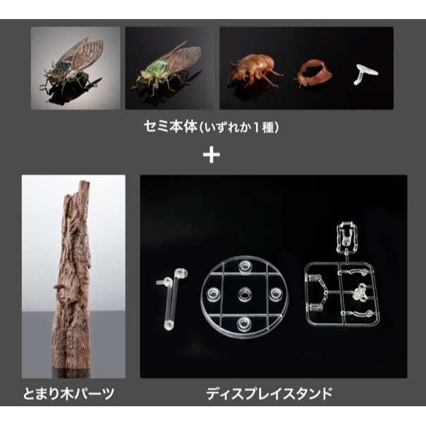 玩具研究中心 萬代 轉蛋 扭蛋 生物大圖鑑 蟬01 三種套組 附展示支架 8月預購-細節圖2