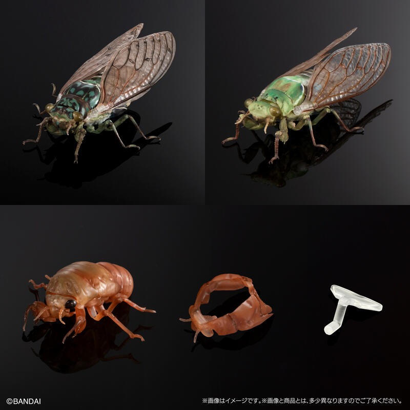 玩具研究中心 萬代 轉蛋 扭蛋 生物大圖鑑 蟬01 三種套組 附展示支架 8月預購-細節圖5