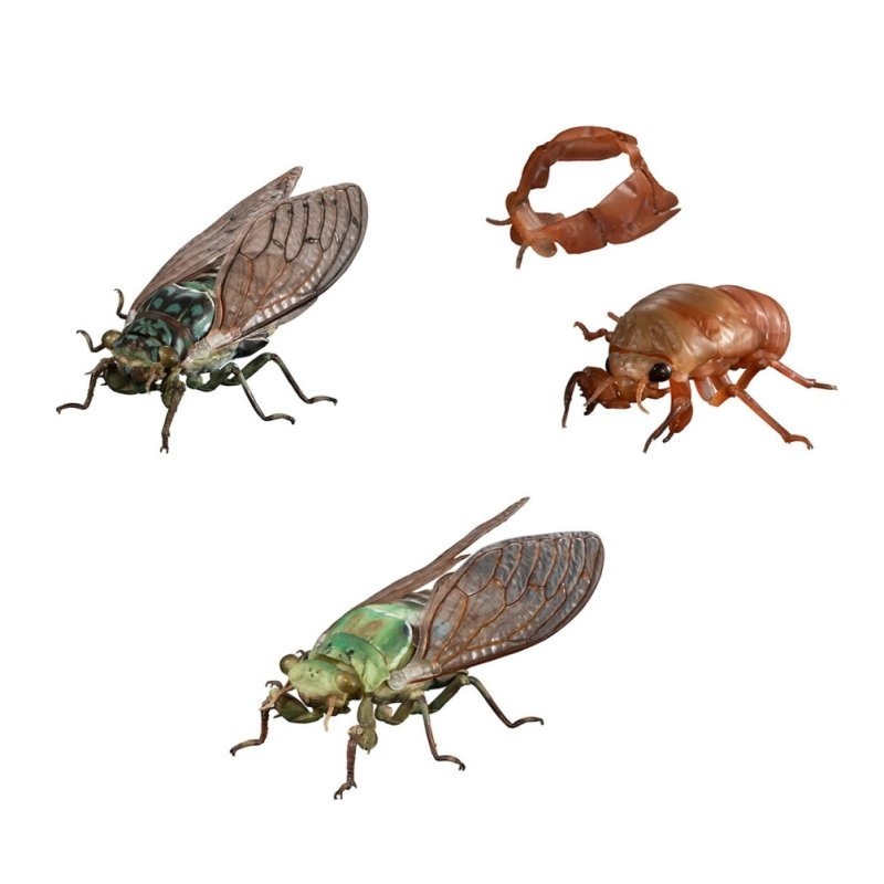 玩具研究中心 現貨 萬代 Premium 扭蛋 轉蛋 生物大圖鑑進擊 斑透翅蟬 一套三款-細節圖2