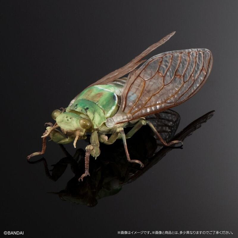 玩具研究中心 現貨 萬代 Premium 扭蛋 轉蛋 生物大圖鑑進擊 斑透翅蟬 一套三款-細節圖3