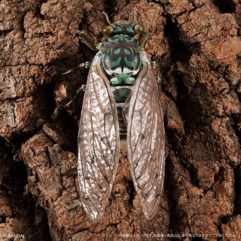 玩具研究中心 現貨 萬代 Premium 扭蛋 轉蛋 生物大圖鑑進擊 斑透翅蟬 一套三款-細節圖7