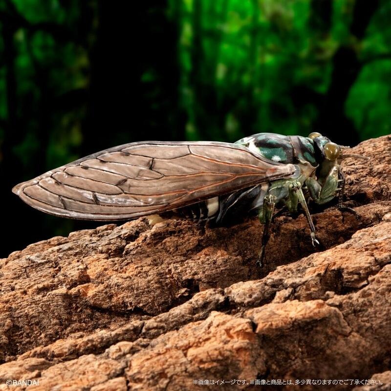 玩具研究中心 現貨 萬代 Premium 扭蛋 轉蛋 生物大圖鑑進擊 斑透翅蟬 一套三款-細節圖8