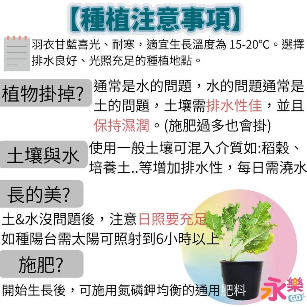 開心農場蔬菜營養之王 羽衣甘藍幼苗 羽衣甘藍苗 菜苗 秋冬限定 菜苗 綠化 蔬菜苗 蛋白質 恐龍羽衣甘藍 永樂購苗圃-細節圖5