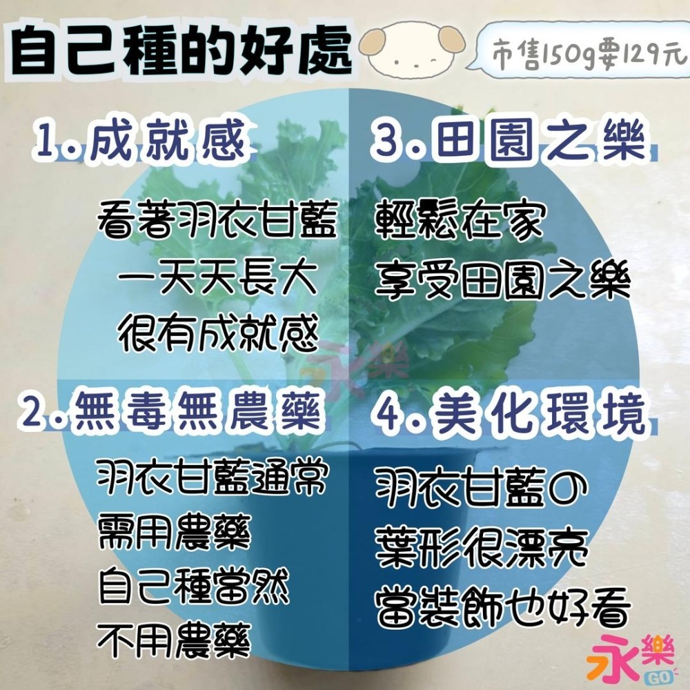 開心農場蔬菜營養之王 羽衣甘藍幼苗 羽衣甘藍苗 菜苗 秋冬限定 菜苗 綠化 蔬菜苗 蛋白質 恐龍羽衣甘藍 永樂購苗圃-細節圖6