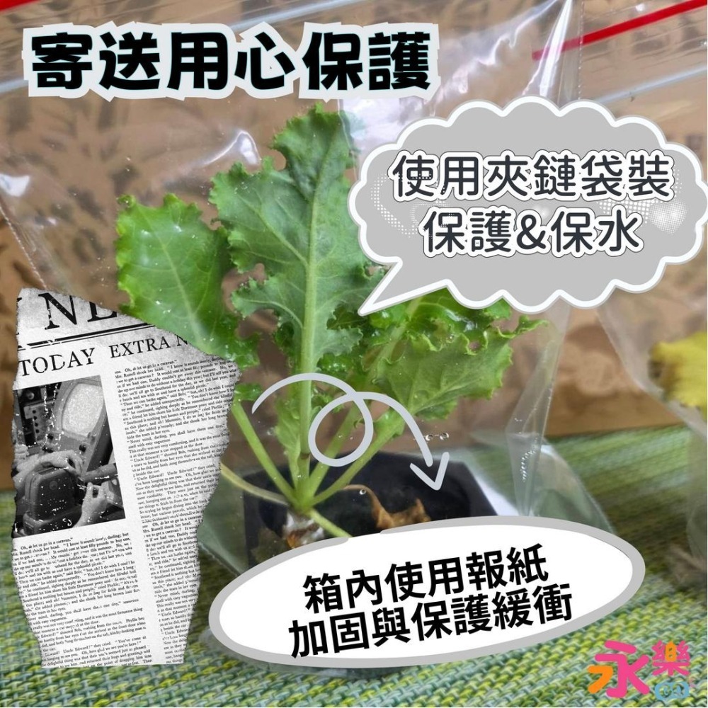 開心農場蔬菜營養之王 羽衣甘藍幼苗 羽衣甘藍苗 菜苗 秋冬限定 菜苗 綠化 蔬菜苗 蛋白質 恐龍羽衣甘藍 永樂購苗圃-細節圖7