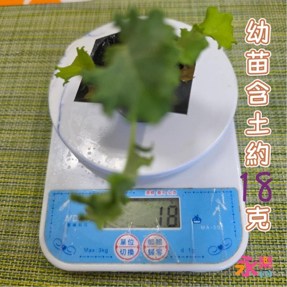 開心農場蔬菜營養之王 羽衣甘藍幼苗 羽衣甘藍苗 菜苗 秋冬限定 菜苗 綠化 蔬菜苗 蛋白質 恐龍羽衣甘藍 永樂購苗圃-細節圖10