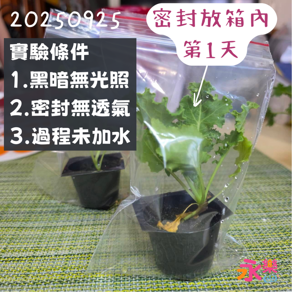 開心農場蔬菜營養之王 羽衣甘藍幼苗 羽衣甘藍苗 菜苗 秋冬限定 菜苗 綠化 蔬菜苗 蛋白質 恐龍羽衣甘藍 永樂購苗圃-細節圖11