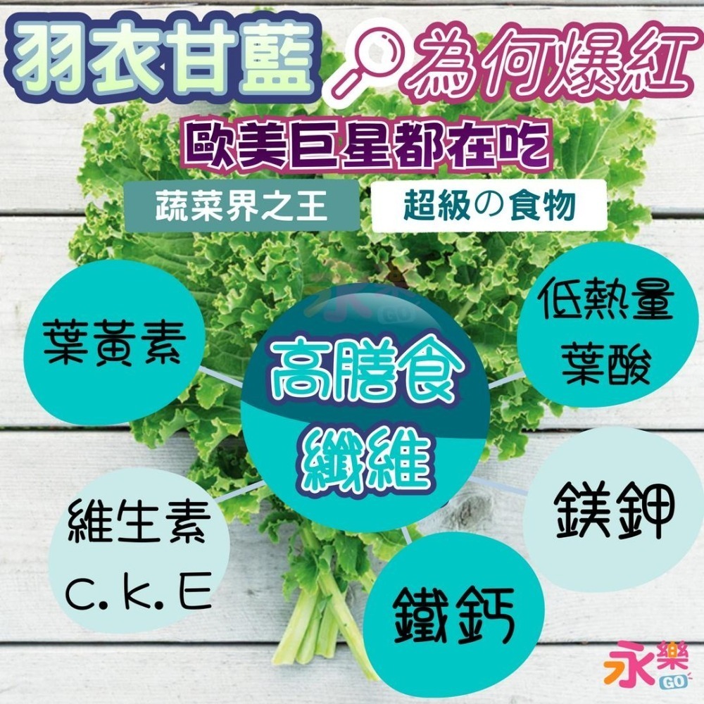 開心農場蔬菜營養之王 羽衣甘藍幼苗 羽衣甘藍苗 菜苗 秋冬限定 菜苗 綠化 蔬菜苗 蛋白質 恐龍羽衣甘藍 永樂購苗圃-細節圖3