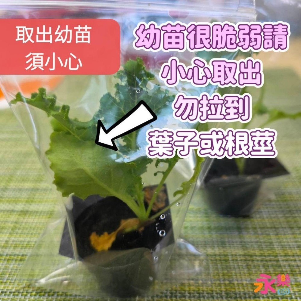 開心農場蔬菜營養之王 羽衣甘藍幼苗 羽衣甘藍苗 菜苗 秋冬限定 菜苗 綠化 蔬菜苗 蛋白質 恐龍羽衣甘藍 永樂購苗圃-細節圖8