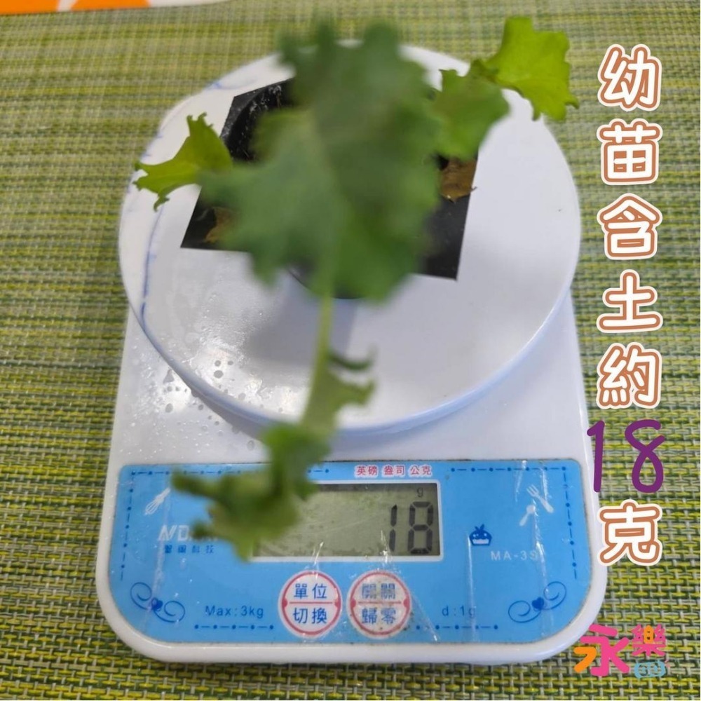 開心農場蔬菜營養之王 羽衣甘藍幼苗 羽衣甘藍苗 菜苗 秋冬限定 菜苗 綠化 蔬菜苗 蛋白質 恐龍羽衣甘藍 永樂購苗圃-細節圖10