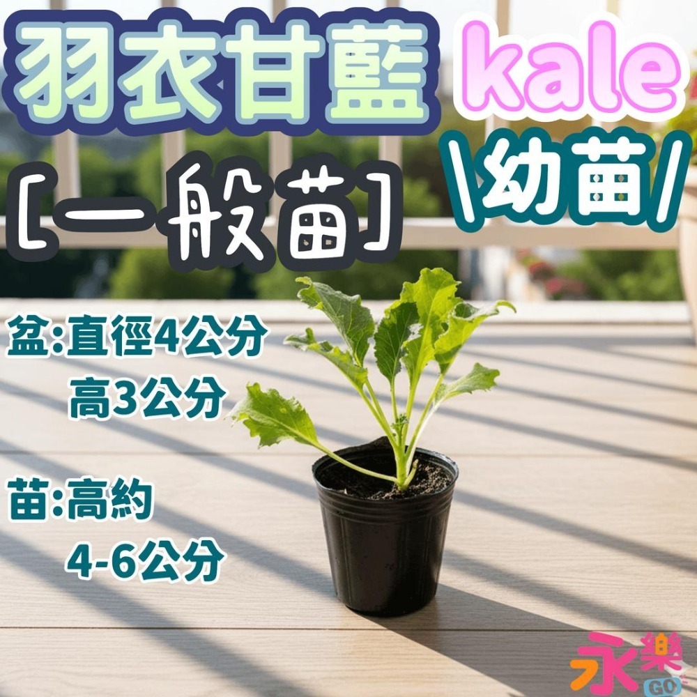 開心農場蔬菜營養之王 羽衣甘藍幼苗 羽衣甘藍苗 菜苗 秋冬限定 菜苗 綠化 蔬菜苗 蛋白質 恐龍羽衣甘藍 永樂購苗圃-規格圖11