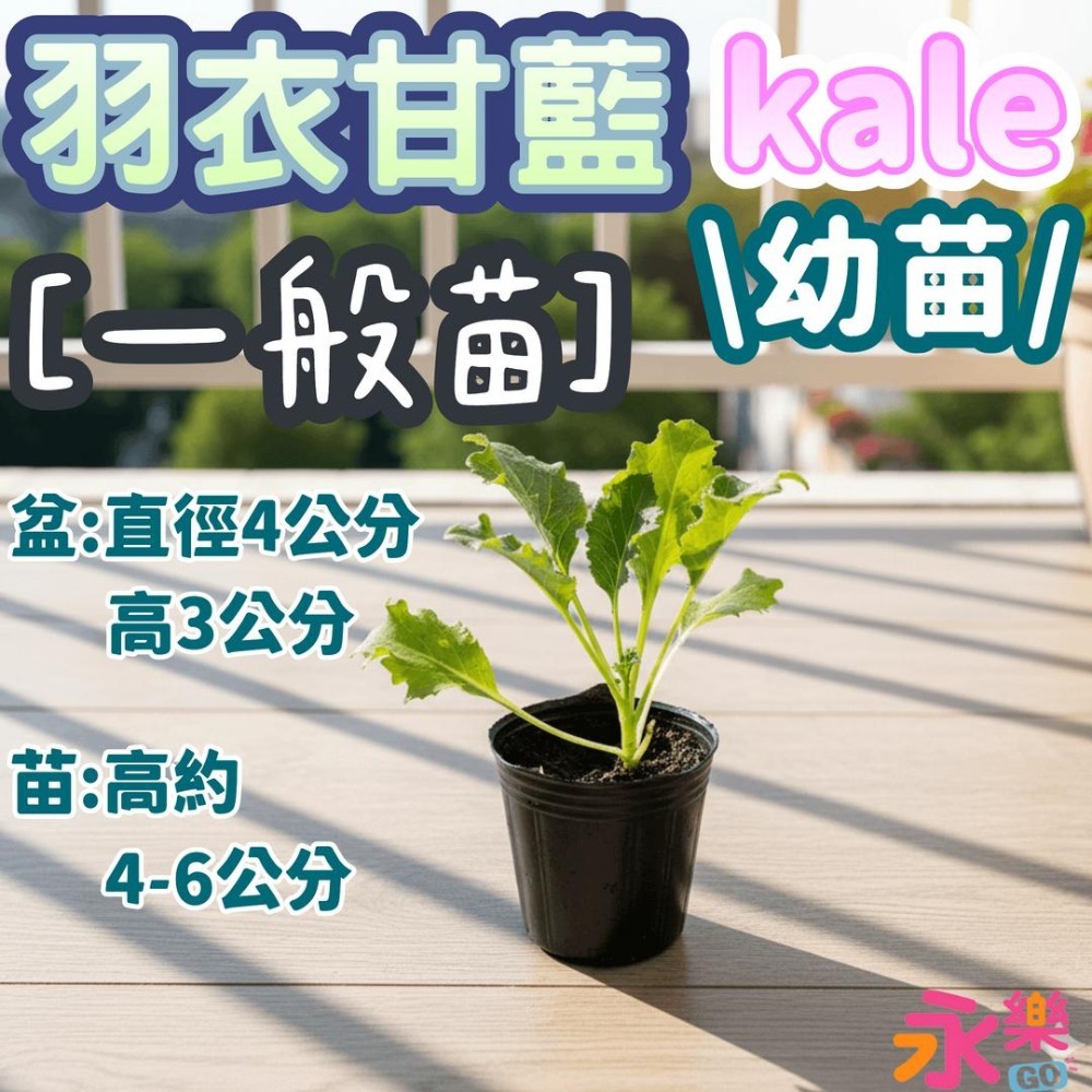 開心農場蔬菜營養之王 羽衣甘藍幼苗 羽衣甘藍苗 菜苗 秋冬限定 菜苗 綠化 蔬菜苗 蛋白質 恐龍羽衣甘藍 永樂購苗圃-規格圖11