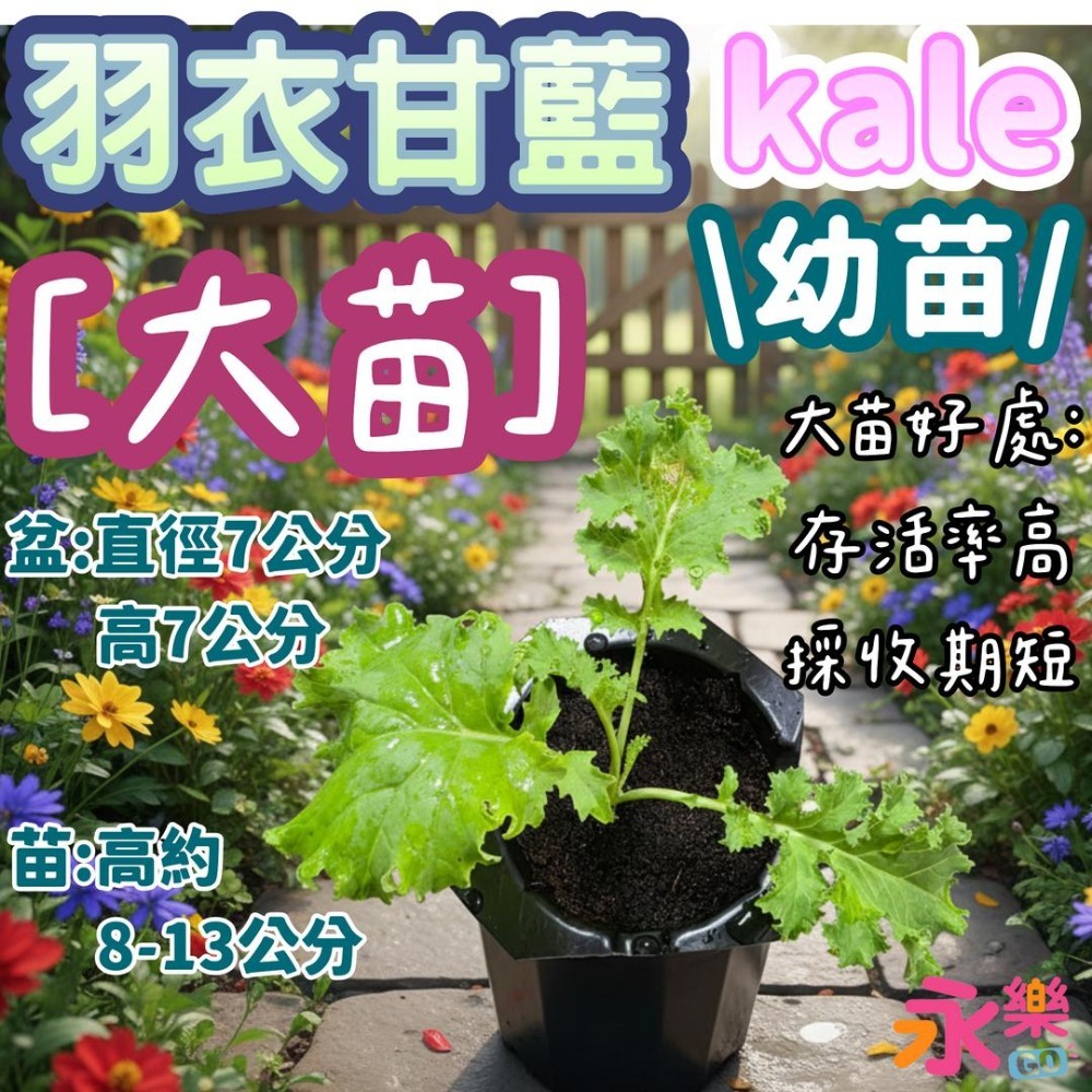 恐龍羽衣甘藍(羽衣最高貴品種)