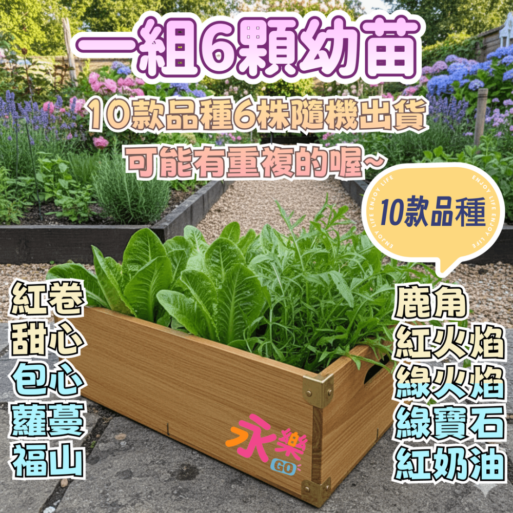 開心農場綜合萵苣苗組 6株萵苣苗組合 萵苣幼苗 綠寶石萵苣 甜心萵苣 萵苣苗 蘿蔓萵苣 鹿角萵苣 蔬菜幼苗 菜苗 蔬菜苗-細節圖2