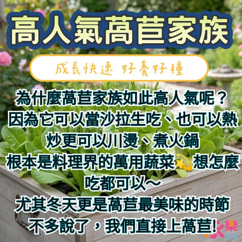 開心農場綜合萵苣苗組 6株萵苣苗組合 萵苣幼苗 綠寶石萵苣 甜心萵苣 萵苣苗 蘿蔓萵苣 鹿角萵苣 蔬菜幼苗 菜苗 蔬菜苗-細節圖3