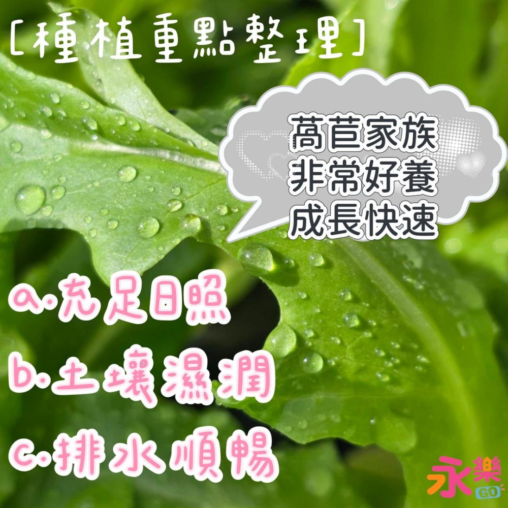 開心農場綜合萵苣苗組 6株萵苣苗組合 萵苣幼苗 綠寶石萵苣 甜心萵苣 萵苣苗 蘿蔓萵苣 鹿角萵苣 蔬菜幼苗 菜苗 蔬菜苗-細節圖4