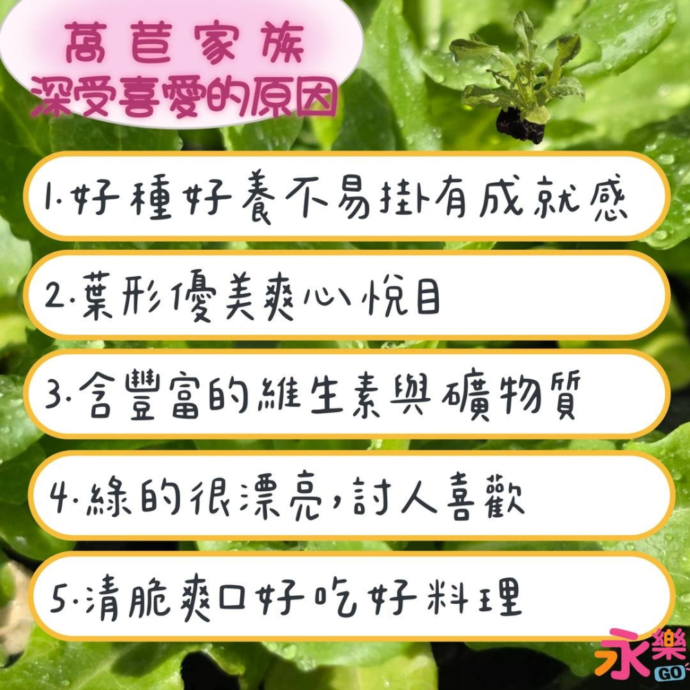 開心農場綜合萵苣苗組 6株萵苣苗組合 萵苣幼苗 綠寶石萵苣 甜心萵苣 萵苣苗 蘿蔓萵苣 鹿角萵苣 蔬菜幼苗 菜苗 蔬菜苗-細節圖5