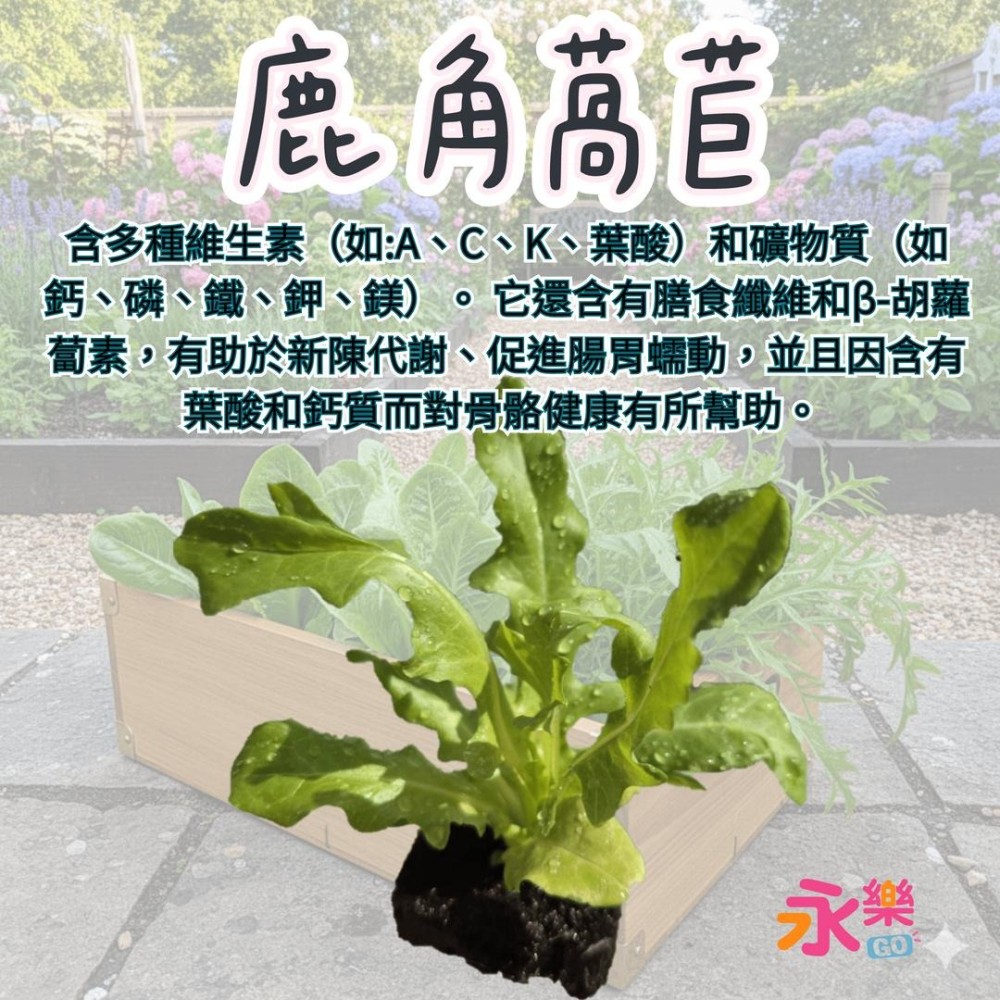 開心農場綜合萵苣苗組 6株萵苣苗組合 萵苣幼苗 綠寶石萵苣 甜心萵苣 萵苣苗 蘿蔓萵苣 鹿角萵苣 蔬菜幼苗 菜苗 蔬菜苗-細節圖6