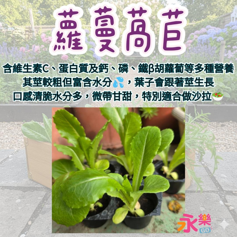 開心農場綜合萵苣苗組 6株萵苣苗組合 萵苣幼苗 綠寶石萵苣 甜心萵苣 萵苣苗 蘿蔓萵苣 鹿角萵苣 蔬菜幼苗 菜苗 蔬菜苗-細節圖7
