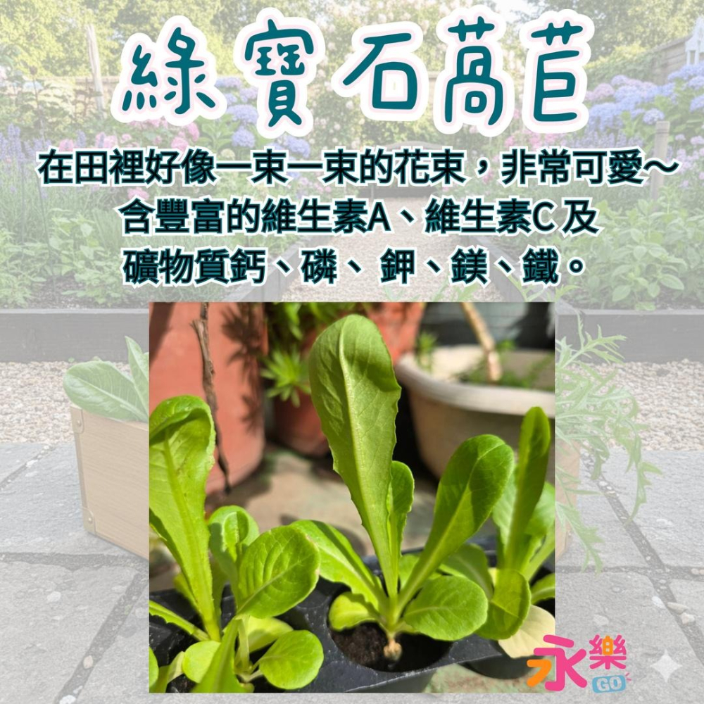 開心農場綜合萵苣苗組 6株萵苣苗組合 萵苣幼苗 綠寶石萵苣 甜心萵苣 萵苣苗 蘿蔓萵苣 鹿角萵苣 蔬菜幼苗 菜苗 蔬菜苗-細節圖8