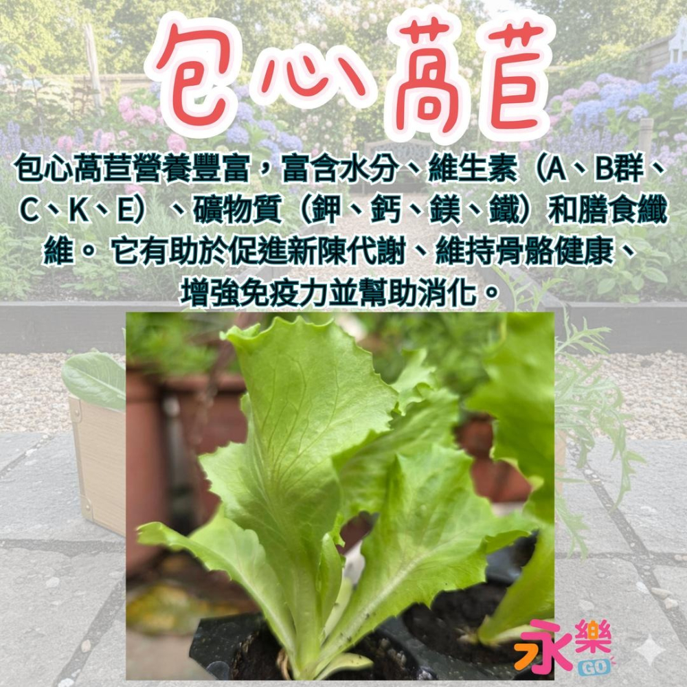 開心農場綜合萵苣苗組 6株萵苣苗組合 萵苣幼苗 綠寶石萵苣 甜心萵苣 萵苣苗 蘿蔓萵苣 鹿角萵苣 蔬菜幼苗 菜苗 蔬菜苗-細節圖9