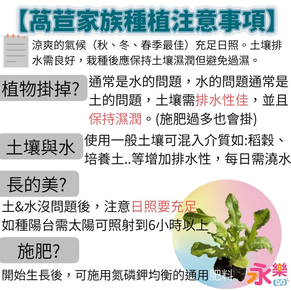 開心農場綜合萵苣苗組 6株萵苣苗組合 萵苣幼苗 綠寶石萵苣 甜心萵苣 萵苣苗 蘿蔓萵苣 鹿角萵苣 蔬菜幼苗 菜苗 蔬菜苗-細節圖10
