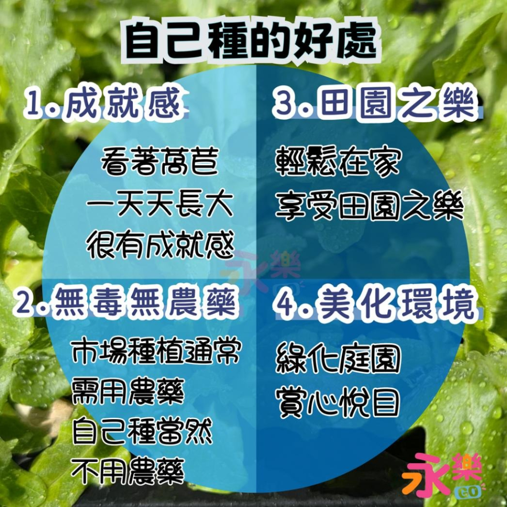 開心農場綜合萵苣苗組 6株萵苣苗組合 萵苣幼苗 綠寶石萵苣 甜心萵苣 萵苣苗 蘿蔓萵苣 鹿角萵苣 蔬菜幼苗 菜苗 蔬菜苗-細節圖11