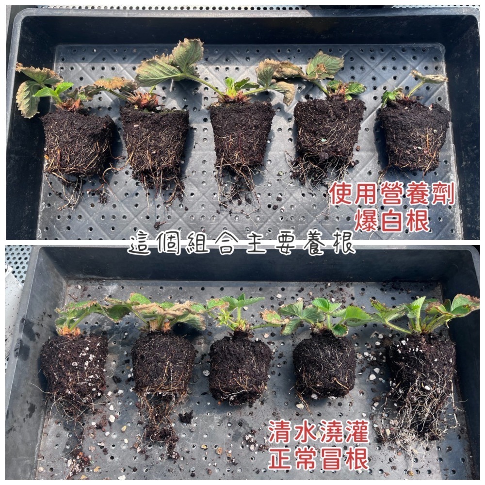 草莓苗專用 10+16 開根組合｜強化新根生成｜定植快、根系粗壯不虛長-細節圖2