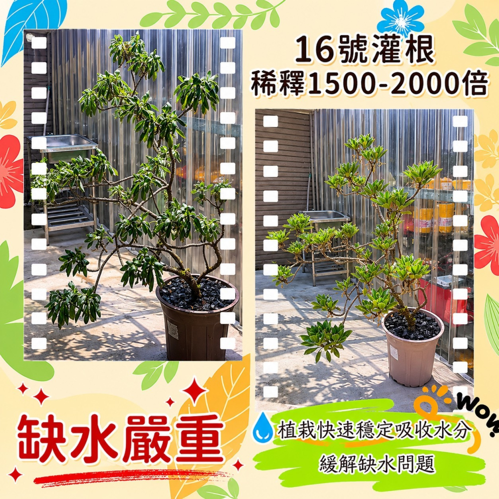 3W 土壤改良液 3W-16｜改善盆土積水/透氣性｜多肉 塊根 觀葉用｜園藝土壤調理劑-細節圖2