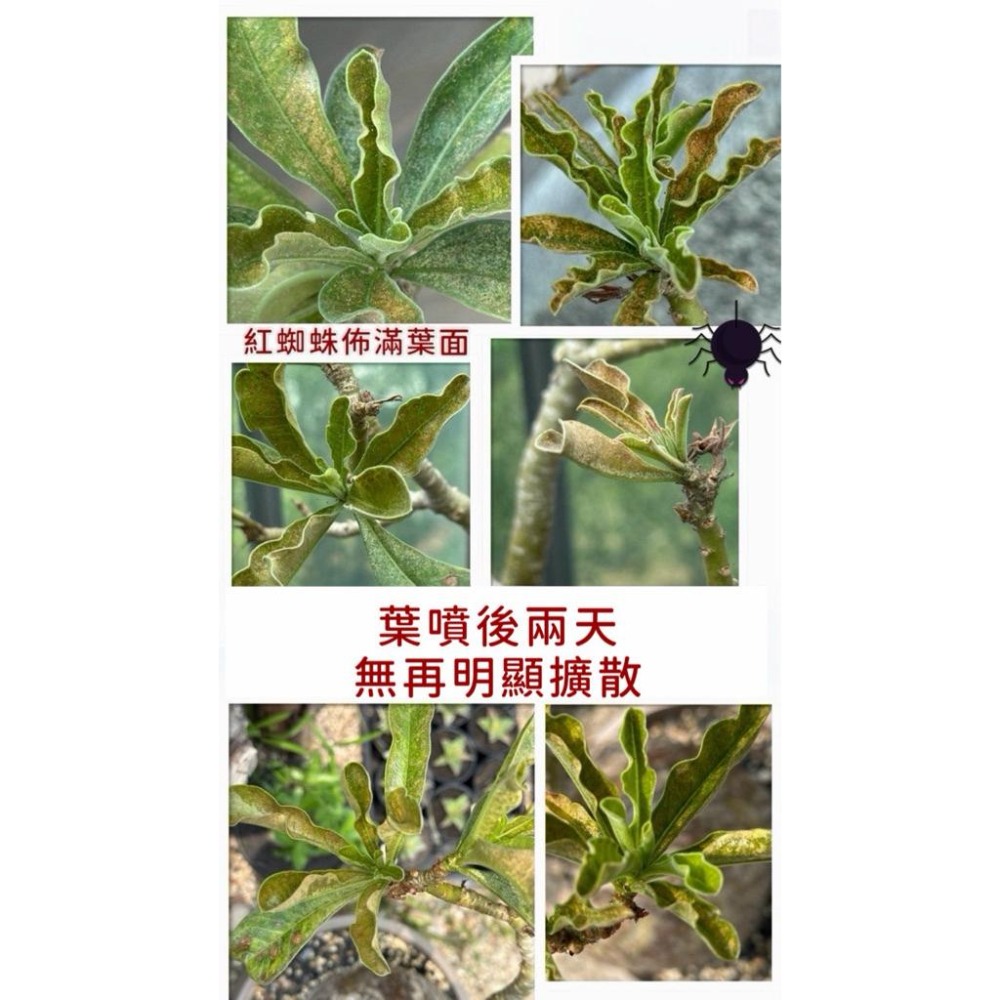 3W 植物除蟎液 3W-11｜紅蜘蛛 蟎害抑制｜多肉 塊根 觀葉適用｜園藝防蟎首選-細節圖2