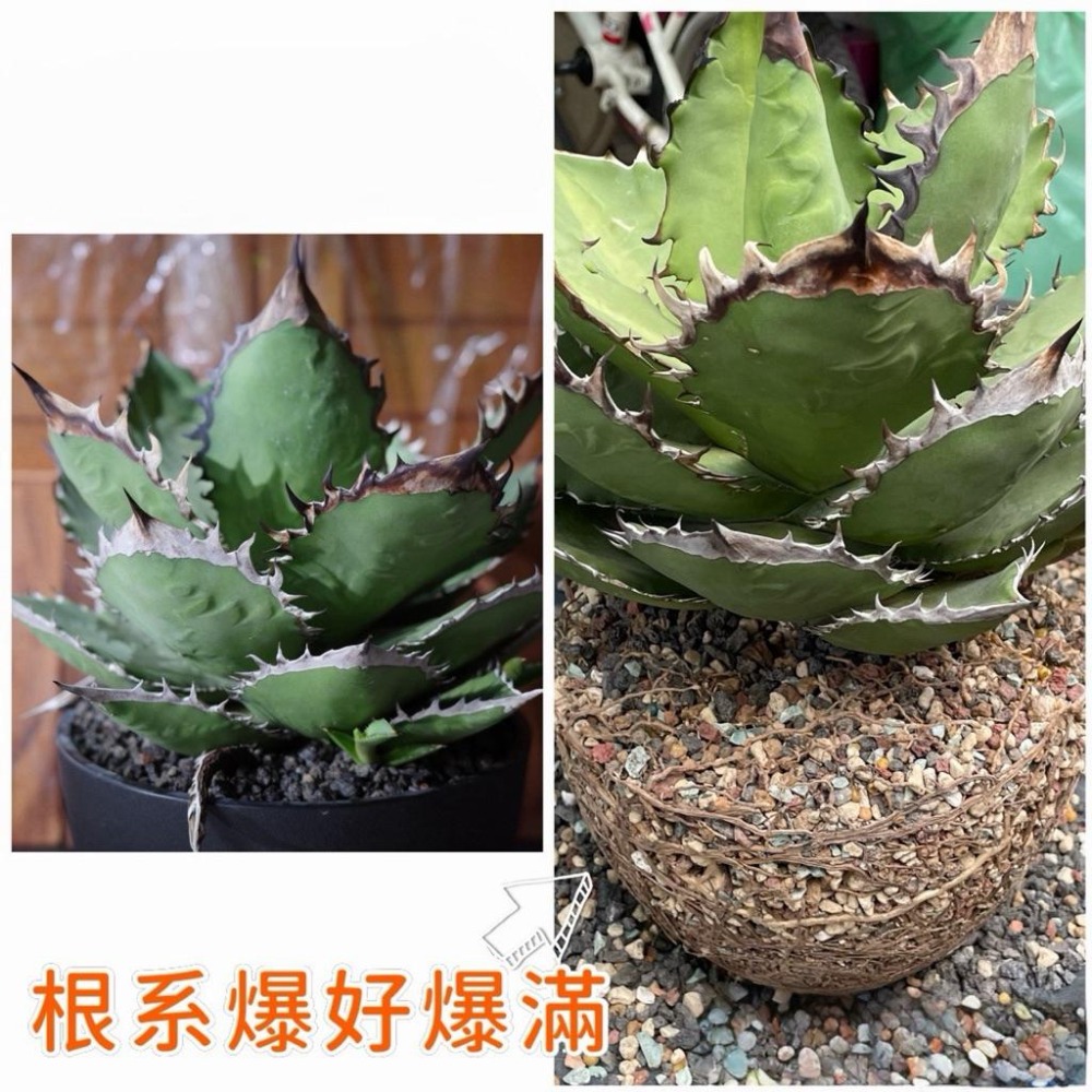 3W 展根液 3W-06｜快速展根/補根｜多肉 塊根 觀葉｜新手必備促根營養液-細節圖2