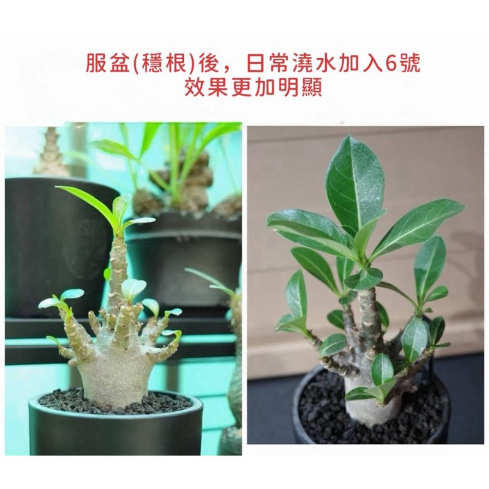 3W 展根液 3W-06｜快速展根/補根｜多肉 塊根 觀葉｜新手必備促根營養液-細節圖3