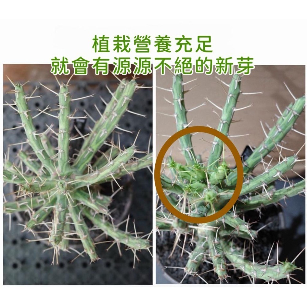 3W 根系霸王組合(1+2+7+10)｜強根/補根修護/增粗/芽點活化｜多肉 觀葉 塊根基礎根系保養-細節圖2