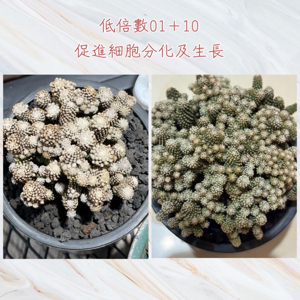 3W 爆芽液 3W-10｜快速催芽/促生長｜多肉 觀葉 塊根適用｜園藝爆芽首選營養劑-細節圖2