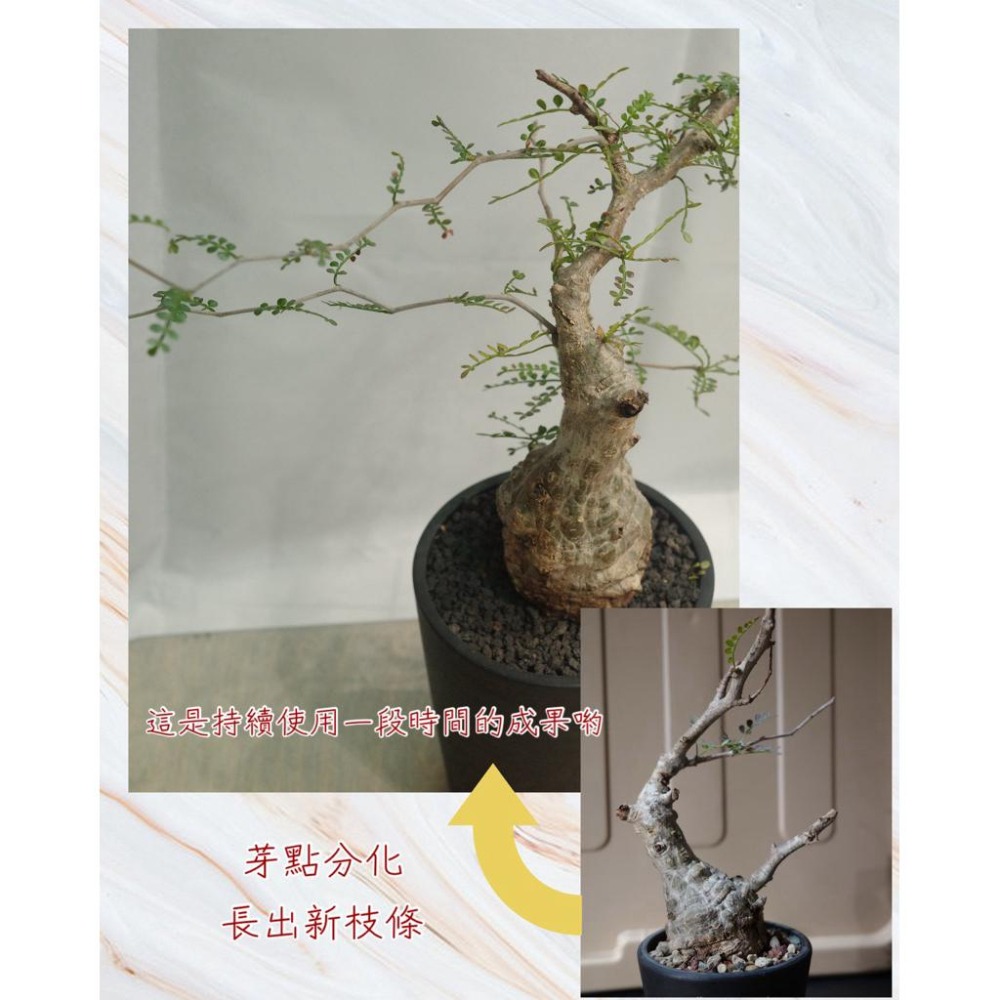 3W 爆芽液 3W-10｜快速催芽/促生長｜多肉 觀葉 塊根適用｜園藝爆芽首選營養劑-細節圖3