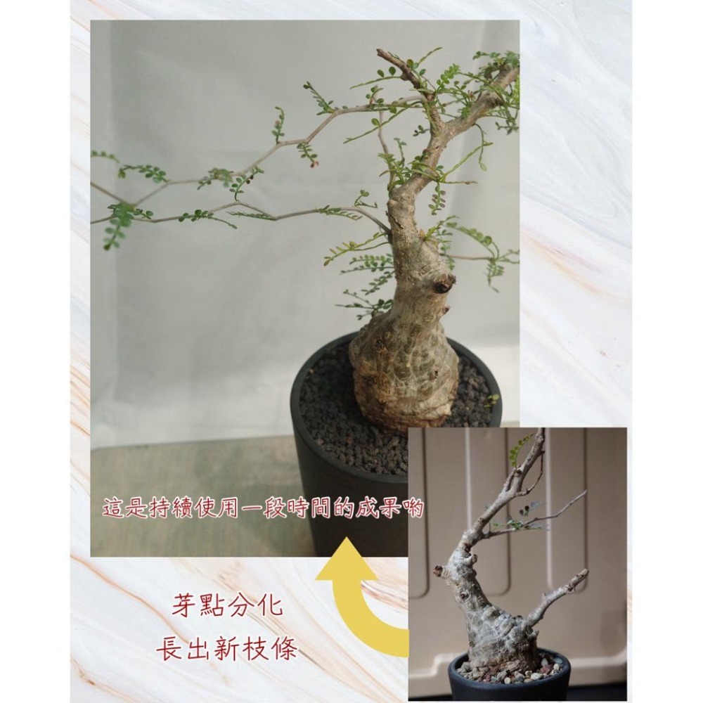 3W 爆芽液 3W-10｜快速催芽/促生長｜多肉 觀葉 塊根適用｜園藝爆芽首選營養劑-細節圖3
