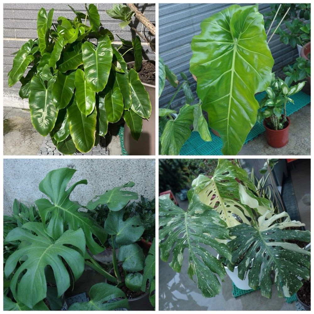 3W 生長肥 3W-15｜促進枝葉豐滿/壯苗｜多肉 觀葉專用｜植物生長營養液-細節圖3