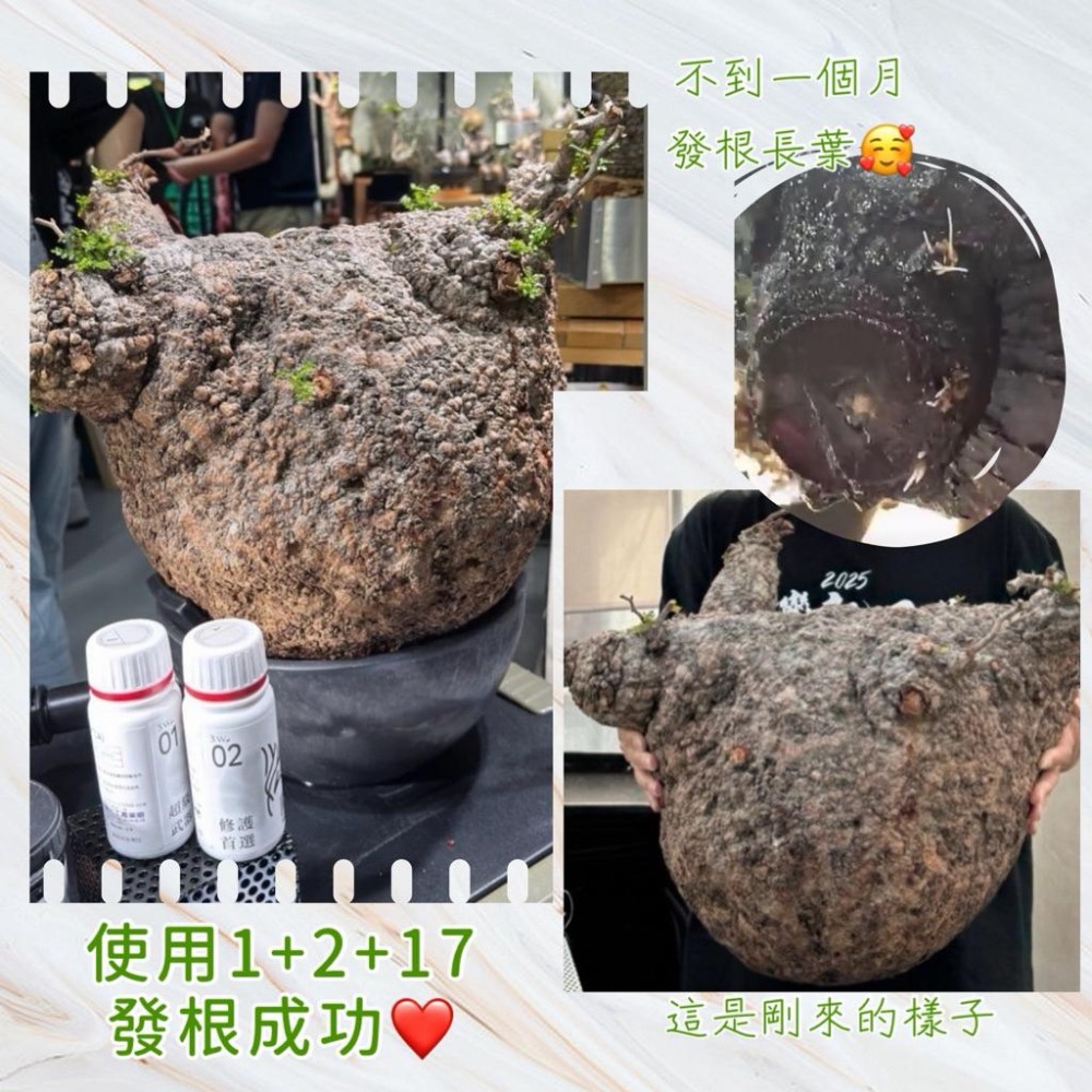 3W 展根強根液 3W-17｜小屁根展根/根系活化｜提升抗逆性｜多肉 塊根 觀葉植物營養劑-細節圖2