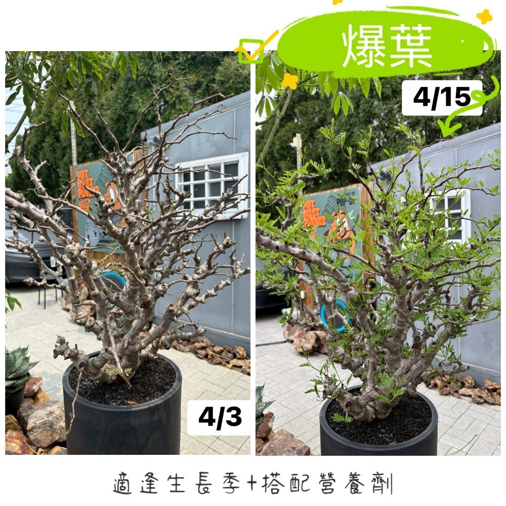 3W 塊根專用全能套組(1+2+3+6+7+9+10)｜展根/強根/增粗/抗逆/爆芽一次到位｜多肉塊根栽培完整組-細節圖2