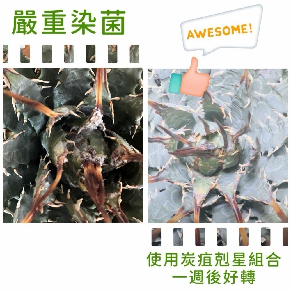 3W 植物抗菌組合(13+14)｜炭疽病專用｜多肉 塊根 觀葉｜防菌營養劑組合-細節圖3
